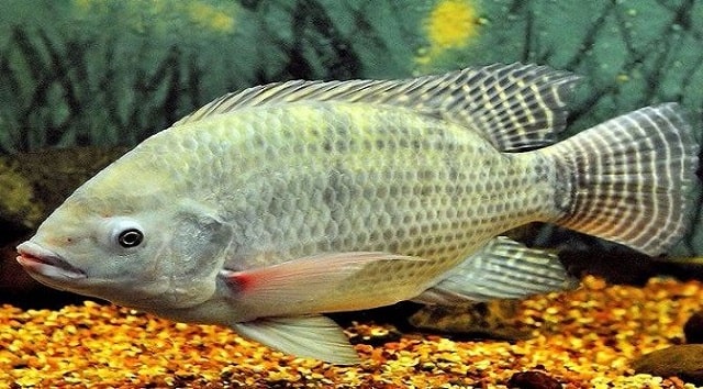 Nằm mơ thấy cá rô là điềm báo gì