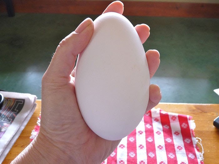 Điềm báo khi mơ thấy trứng ngỗng là gì? Nên đánh con gì khi gặp giấc mơ này?