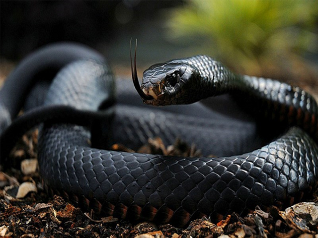 Mơ thấy rắn đen đánh con gì để trúng độc đắc?