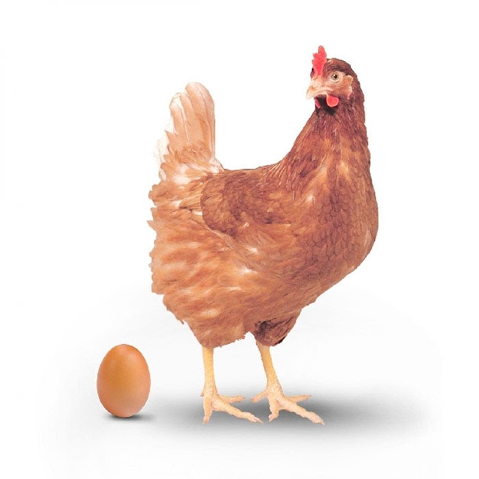 4 Điềm báo khi mơ thấy con gà đẻ trứng là gì? Nên đánh con gì khi gặp giấc mơ này?