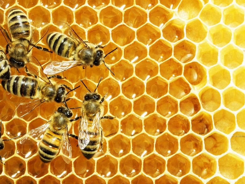 Nằm mơ thấy ong lành hay dữ? Giải mã sổ mơ thấy ong
