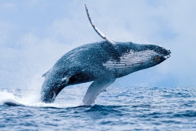 Nằm mơ thấy cá voi đánh con gì? Giải mã hiện tượng nằm mơ thấy cá voi chuẩn nhất